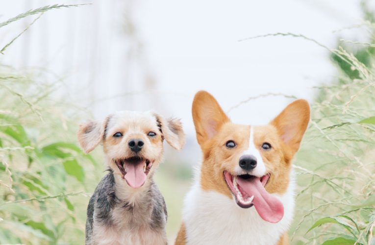 Preventing Home Dog Fights in North Richland Hills